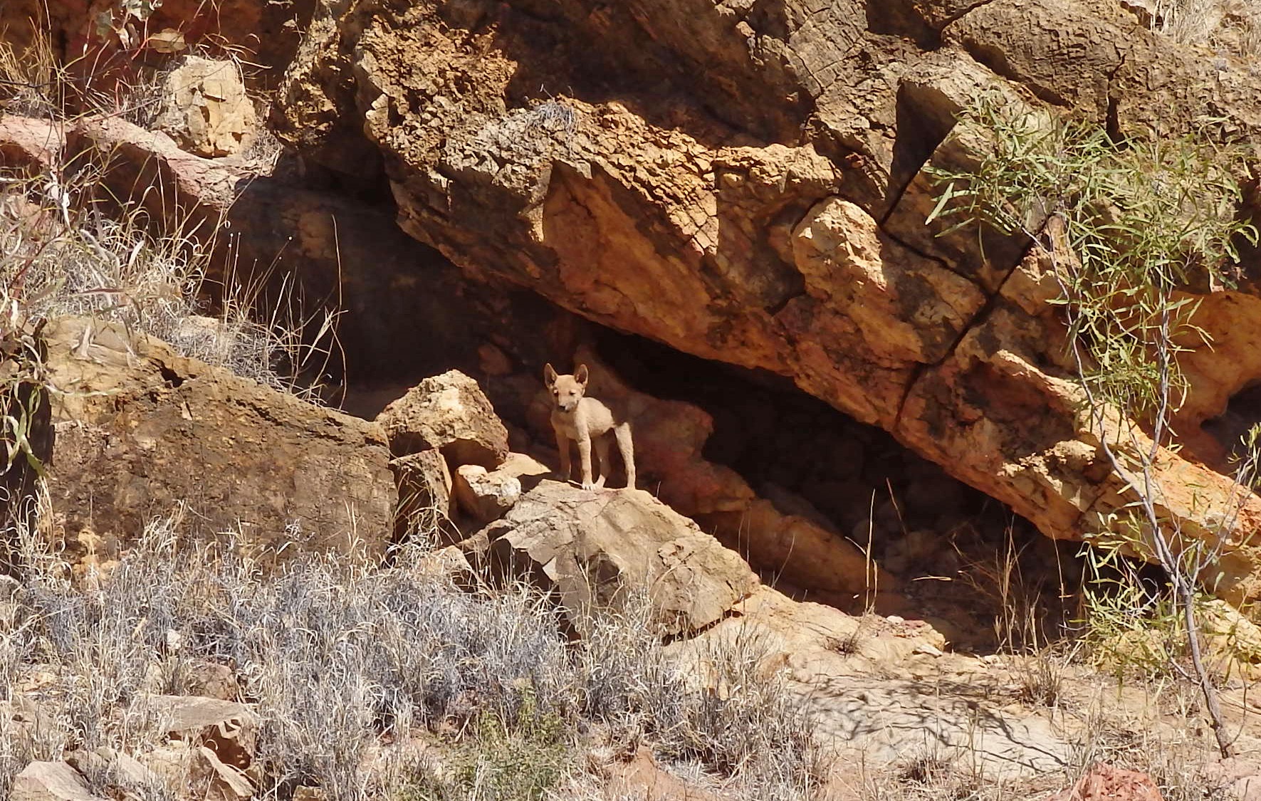 Larapinta Trek Dingo Cub