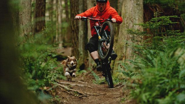 Photo from the film A Dog's Tale