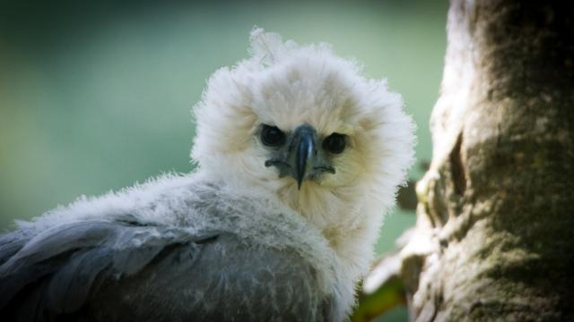 From the film Aguilucho: Dance of the Harpy Eagle