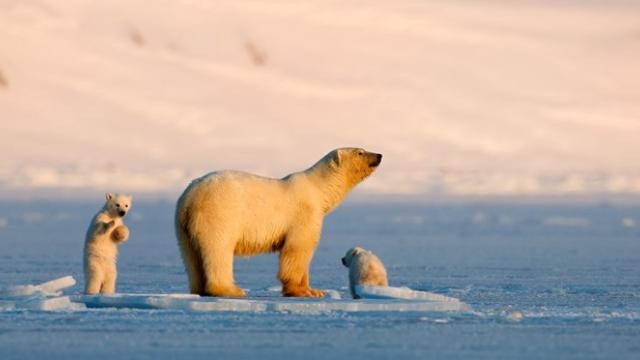 Image from the film Queen without Land