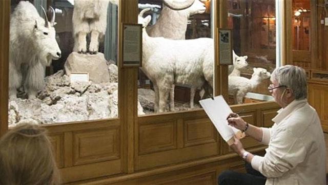 a man sits in in front of a mountain goat display in a museum sketching.