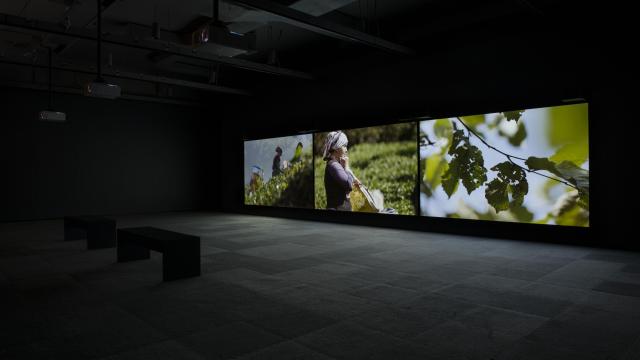 Angelica Mesiti, installation view of "The Calling". Walter Phillips Gallery, The Banff Centre. Photo Rita Taylor